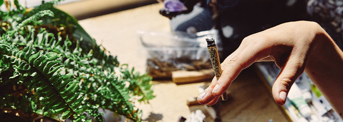 substitut cannabis thc